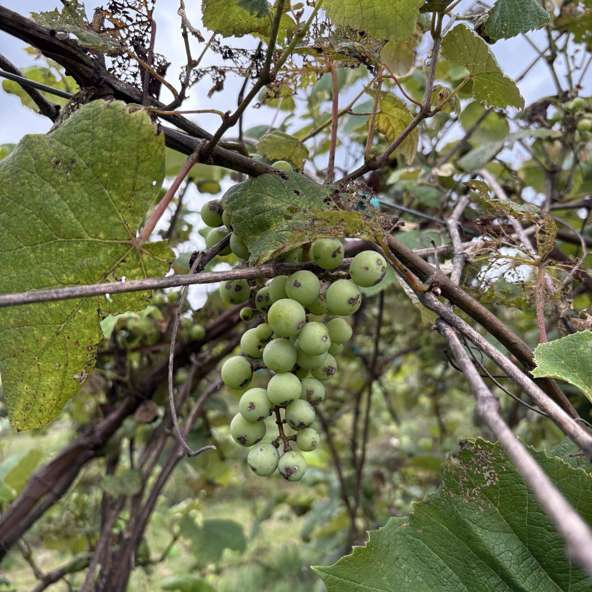 54659832425_76d0801ee1_o